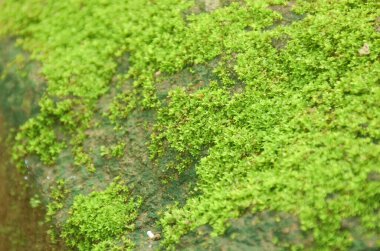 Tayland 'da Jetkod-Pongkonsao' da ormanda yosun yetişir.