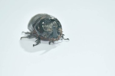 Beyaz arka planda sürünen gergedanlar