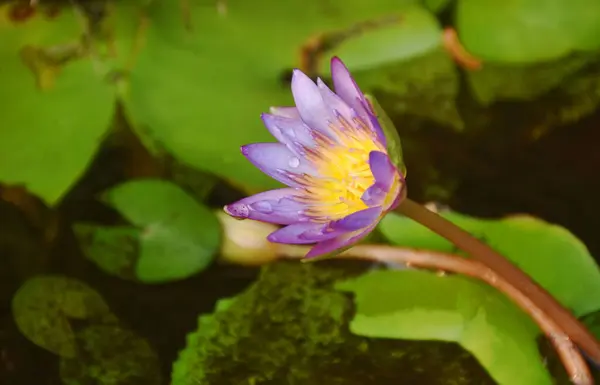 purple lotus water lily flower  blooming in water