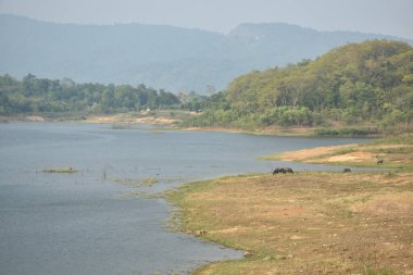 Tayland bufalosu, Tayland 'daki Klong bot su deposunda çimen besliyor.