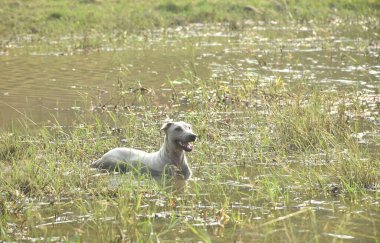 dog soaking in water for cool off at Klong bot water reservoir lake in Thailand clipart