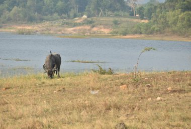Thai buffalo feeding grass on field at Klong bot water reservoir lake in Thailand clipart