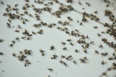 Ölüm uçabilir ya da kanatlı termit gece yağmurdan sonra uçabilir ve sabah döşemede ölebilir.