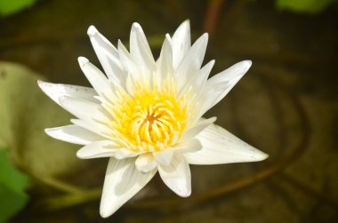 sarı polen Nilüfer çiçek siyah arka plan üzerine beyaz lotus