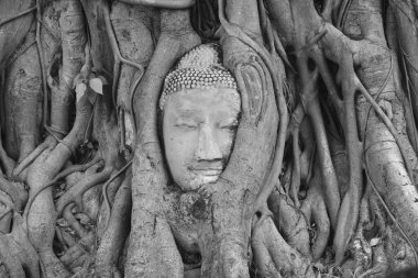 Wat Mahathat 'daki Bodhi ağacının kökleriyle kaplı antik Buda heykeli Tayland' da bir şehir simgesi.