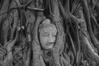 Wat Mahathat 'daki Bodhi ağacının kökleriyle kaplı antik Buda heykeli Tayland' da bir şehir simgesi.