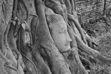 Wat Mahathat 'daki Bodhi ağacının kökleriyle kaplı antik Buda heykeli Tayland' da bir şehir simgesi.