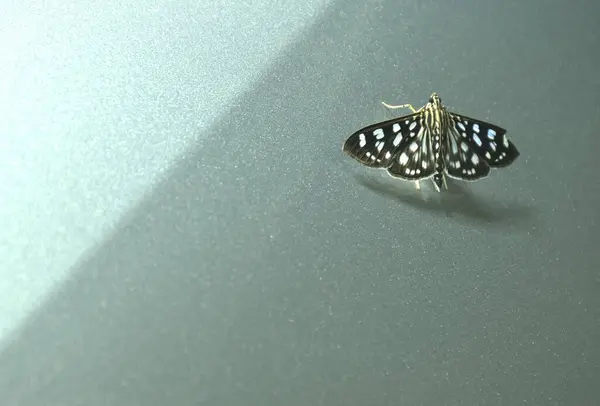 stock image Crambid Moth or night butterfly with black and white color hanging on silver car in night