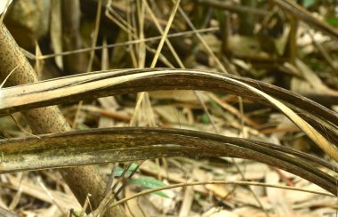 Bambu ağacı gövdesi çatladı ve ormanda yere düştü.