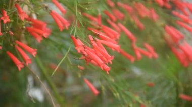 Havai fişek ya da mercan bitkisi. Bahçede açan ve rüzgardan akan kırmızı çiçek.