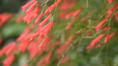 Havai fişek ya da mercan bitkisi. Bahçede açan ve rüzgardan akan kırmızı çiçek.