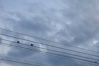 Gökyüzü arka planında elektrik kablolarında asılı duran güvercin kuşu  