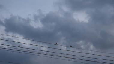 Gökyüzünde yağmur bulutu gibi yüzen arka planda elektrik telinde asılı duran güvercin kuşu  