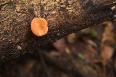 fungi cup mushroom growth for rain season on tree trunk in Chet Kod waterfall on Thailand   clipart