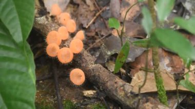 Yağmur mevsimi için mantar kabı büyümesi. Tayland 'da Chet Kod şelalesinde ağaç gövdesinde.  