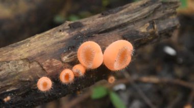 Yağmur mevsimi için mantar kabı büyümesi. Tayland 'da Chet Kod şelalesinde ağaç gövdesinde.  