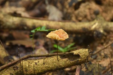 Yağmur mevsimi için mantar kabı büyümesi. Tayland 'da Chet Kod şelalesinde ağaç gövdesinde.  