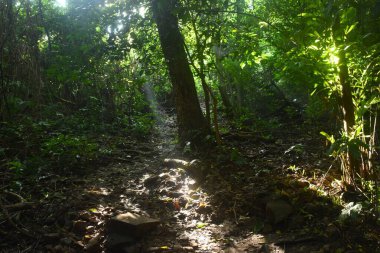 Sa Lad Dai Şelalesi 'ne giden patikada ışık huzmesi Tayland' daki Banna 'da.