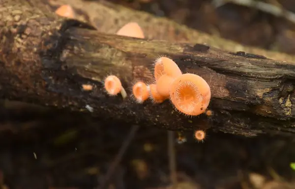 stock image fungi cup mushroom growth for rain season on tree trunk in Chet Kod waterfall on Thailand  