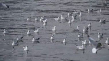 Martılar kışın Tayland 'da Bang Poo' da yiyecek bulmak için denize açılır. 