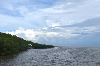 Mangrove Ormanı 'nda gün batımında deniz manzarası. Tayland' da kaka gezisi.  
