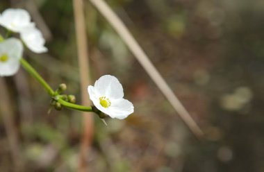 sürünen burhead ya da Echinodorus cordifolius su çiçekleri suda çiçek açıyor 