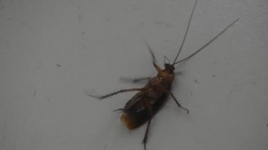 Hamamböceği devrildi ve evdeki fayanslara yaslandı.