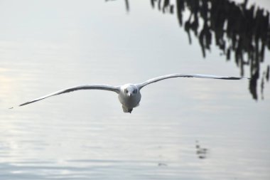 Martılar kışın tahliye olur. Samutsakorn Tayland 'daki Kızıl Köprü' de yiyecek beslemek için denize uçarlar. 