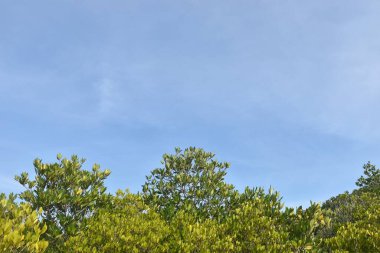 Tung Prong tanga altın mangrov tarlasının manzarası güneşli bir günde Tayland 'a seyahat yeri.