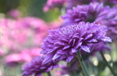 Bahçede açan bir damla suyla birlikte pembe kasımpatı çiçekleri.