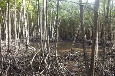 landscape of Tung Prong Thong golden mangrove field in sunny day travel location on Thailand clipart