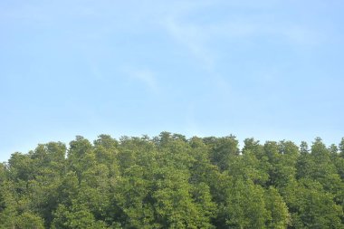 landscape of Tung Prong Thong golden mangrove field in sunny day travel location on Thailand clipart