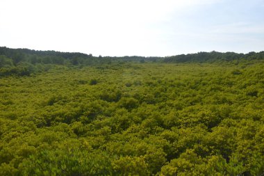 Tung Prong tanga altın mangrov tarlasının manzarası güneşli bir günde Tayland 'a seyahat yeri.