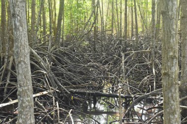 landscape of Tung Prong Thong golden mangrove field in sunny day travel location on Thailand clipart