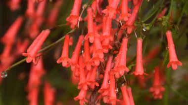 Havai fişek ya da mercan bitkisi Bahçede bir damla su ile kırmızı çiçek