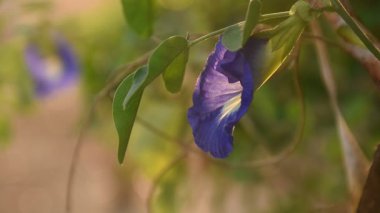 Bahçedeki brunch 'tan sarkan kelebek mor çiçeği.