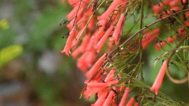 Havai fişek ya da mercan bitkisi Bahçede bir damla su ile kırmızı çiçek