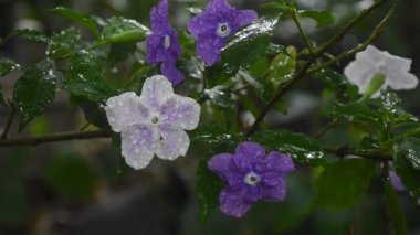 Brunfelsia uniflora mor çiçeği. Bahçedeki daldan bir damla su yükseliyor.