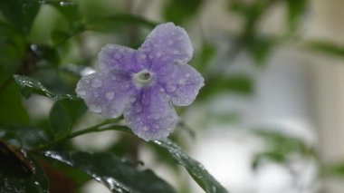 Brunfelsia uniflora mor çiçeği. Bahçedeki daldan bir damla su yükseliyor.