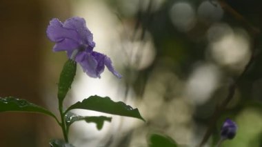 Brunfelsia uniflora mor çiçeği. Bahçedeki daldan bir damla su yükseliyor.