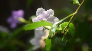 Brunfelsia uniflora mor çiçeği. Bahçedeki daldan bir damla su yükseliyor.