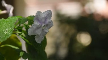 Brunfelsia uniflora mor çiçeği. Bahçedeki daldan bir damla su yükseliyor.