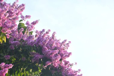 Bungor ağacı mor çiçeği yazın bahçede daldan çiçek açar.