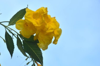 Sarı trompet çiçeği ya da Cochlospermum regium yazın bahçedeki daldan çiçek açar.