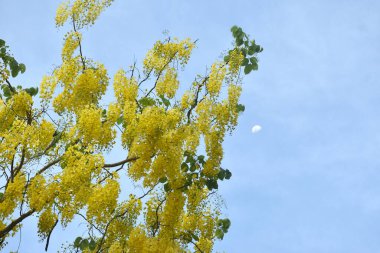 Altın yağmurlu tropikal çiçekler açarak rengarenk bir yaz ve bahçede ay yaratıyor.