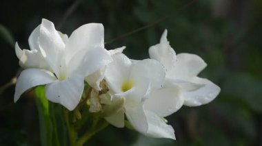Plumeria ya da tapınak ağacı. Bahçede su damlası açan beyaz çiçek.