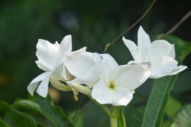 Plumeria ya da tapınak ağacı. Bahçede su damlası açan beyaz çiçek.