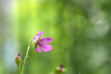 Talinum, paniklemiş pembe çiçek ve bahçedeki dallardan çiçek açıyor.