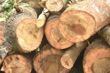 Ahşap endüstrisinde kereste ve ahşap kesimi zemin düzenlemesi