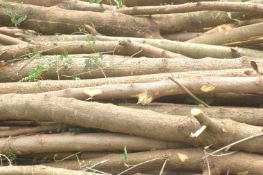 Ahşap endüstrisinde kereste ve ahşap kesimi zemin düzenlemesi